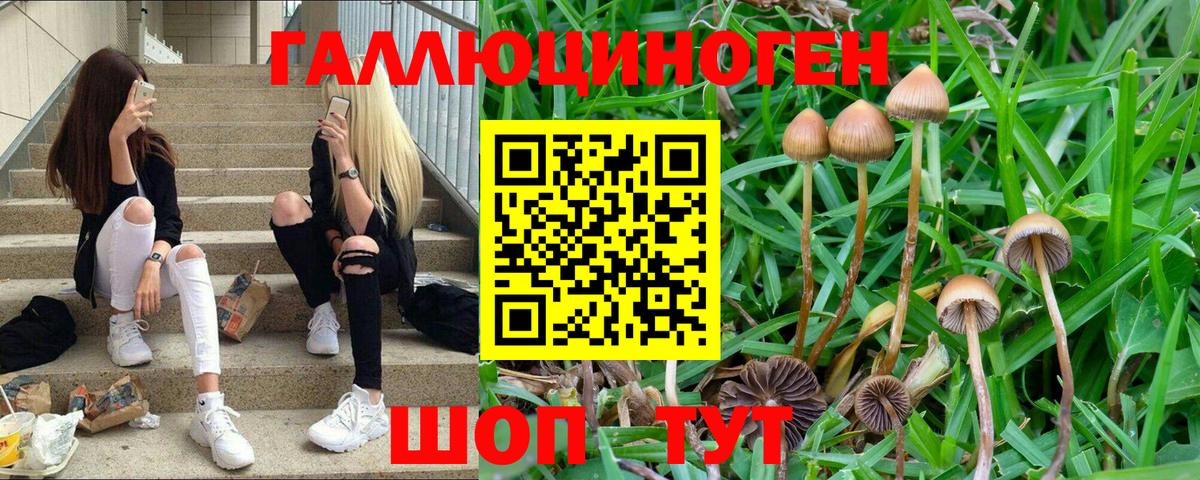 Псилоцибиновые грибы прущие грибы Сухой Лог
